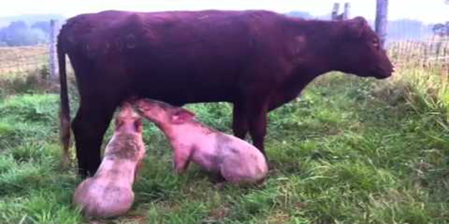 Guy Fucks Cow