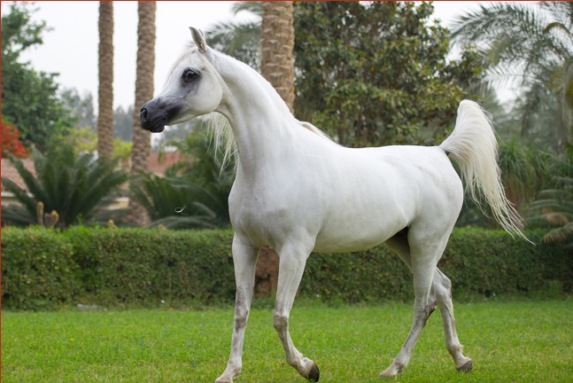مصر تستأنف تصدير الخيول العربية إلى الكويت