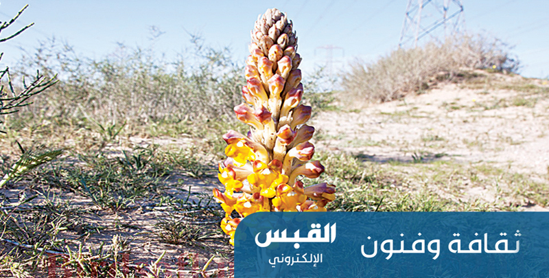 من الذاكرة: الهالوك
